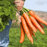 bruselas-eleva-25000-euros-ayudas-se-pueden-conceder-agricultores-sin-notificar-ue.jpg - Cортавальский район