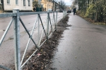 Гниющая листва на ул. Октярьской, осень 2020 года